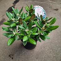 Rhododendron (Y) 'Silberwolke'