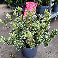 Rhododendron (AJ) 'Silver Sword'