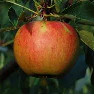 Malus d. 'Elstar'