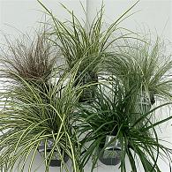 Carex in cultivars
