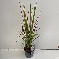 Imperata cylindrica 'Red Baron'