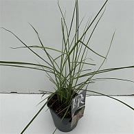 Miscanthus in Cultivars