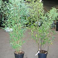 Phyllostachys nigra