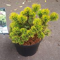 Pinus mugo 'Winter Gold'