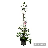 Viburnum plic. 'Kilimandjaro Sunrise'