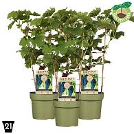 Vitis 'Boskoop Glory'
