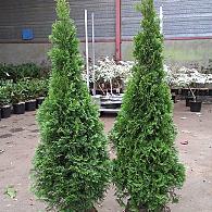 Thuja occ. 'Smaragd'
