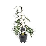 Chamaecyparis l. 'Filip's G. Spr.'