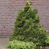 Chamaecyparis o. 'Saffron Spray'