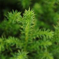 Cryptomeria j. 'Vilmoriniana'