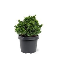 Cryptomeria j. 'Yokohama'