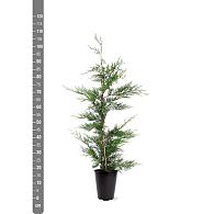 Cupressocyparis leylandii