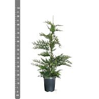 Cupressocyparis leylandii
