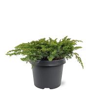 Juniperus conferta 'Schlager'