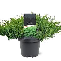 Juniperus d. 'Leningrad'