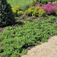 Juniperus d. 'Leningrad'