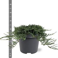 Juniperus horizontalis