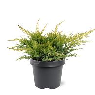 Juniperus pf. 'Gold Star'
