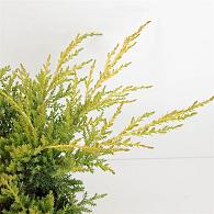 Juniperus pf. 'Gold Star'