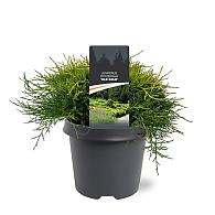 Juniperus pf. 'Old Gold'