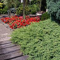 Juniperus procumbens 'Nana'