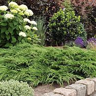 Microbiota decussata