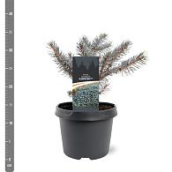 Picea pungens 'Karpaten'