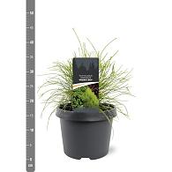 Platycladus or. 'Franky Boy'