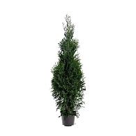 Thuja occ. 'Karl Falke'