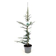 Cedrus l. 'Glauca'