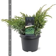 Juniperus squamata 'Blue Swede'
