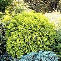 Thuja occ. 'Golden Globe'