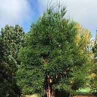 Cryptomeria j. 'Dacrydioides'