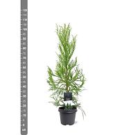 Cryptomeria j. 'Kitayama'