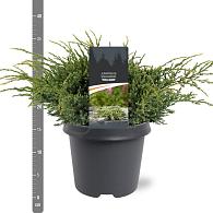 Juniperus squamata 'Holger'