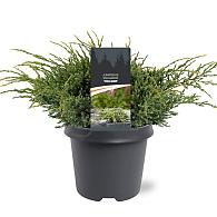 Juniperus squamata 'Holger'