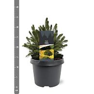 Picea a. 'Tompa'