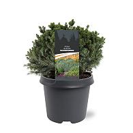 Picea gl. 'Echiniformis'