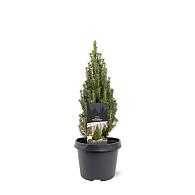 Picea gl. 'Zuckerhut'