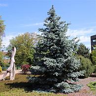 Picea pungens 'Hoopsii'