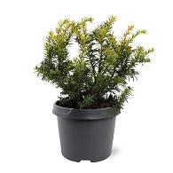 Taxus b. 'Summergold'