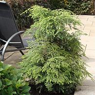Tsuga canadensis