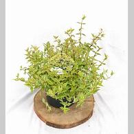 Abelia grandifl. Jelly Beans