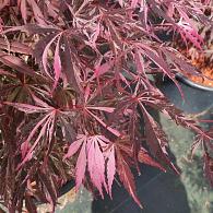 Acer pal. 'Extravaganza'
