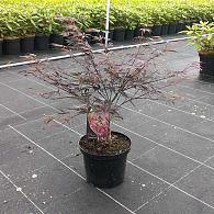 Acer pal. 'Burgundy Lace'