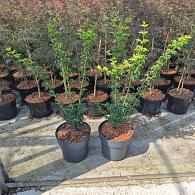 Acer pal. 'Shishigashira'