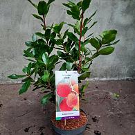 Arbutus unedo