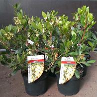 Arbutus unedo