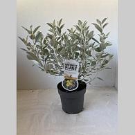 Brachyglottis 'Sunshine'