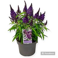 Buddleja d. Butterfly Candy Gemengd